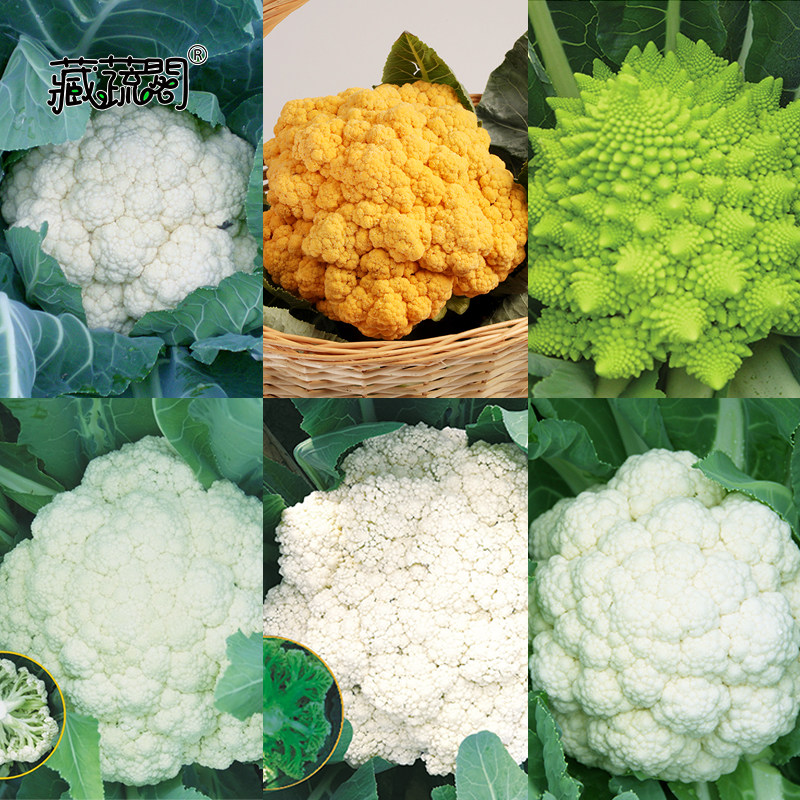 蔬菜种子西兰花白花菜正宗