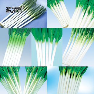 上海惠和种业 什全一本种子大全热销优质大葱种籽孑包邮