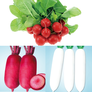 上海惠和种业四季蔬菜种子大全品质白萝卜水果彩色口感高产种籽孑