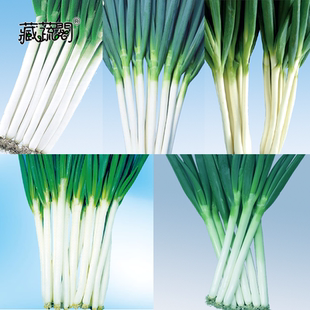 上海惠和种业四季全蔬菜大葱种子杆直立高品质爆款长势旺盛种籽孑