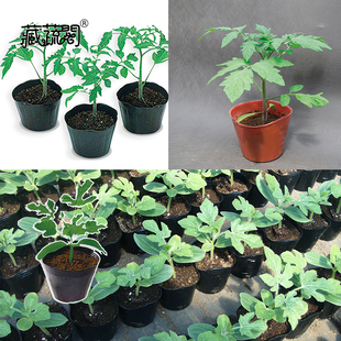 上海惠和种业西瓜砧木葫芦籽番茄嫁接苗木专用进口种子籽品质包邮