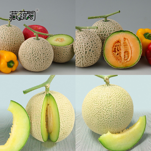 秧苗种植高品质Wells易种植栽培
