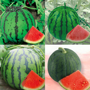 上海惠和种业四季蔬菜水果种子早佳8424麒麟瓜西瓜原厂特色种籽
