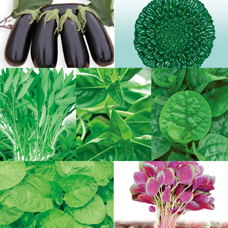 阳台种子香菜空心菜塌菜红米苋紫茄子大叶绿罗勒木耳菜四季种籽孑
