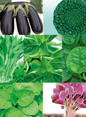 特色蔬菜四季盆栽免运费植物观察