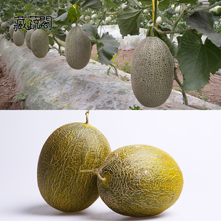 上海惠和种业四季蔬菜甜瓜种子大全水果种籽孑哈密瓜多汁超甜正宗