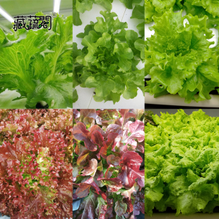 上海惠和种业四季蔬菜紫色绿色水培生菜口感品质春夏秋冬种籽孑