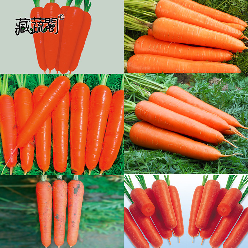 上海惠和种业四季蔬菜胡萝卜种子大全甜脆高产易种成活率高种籽孑