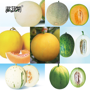上海惠和种业四季蔬菜甜瓜种子大全水果种籽孑多汁高品质正宗日本