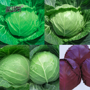 上海惠和种业 四季蔬菜甘蓝菜种子大全热销紫红甘兰包菜种籽孑