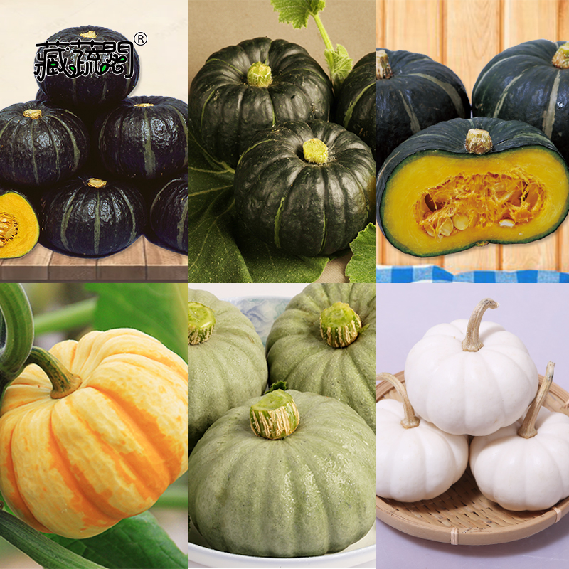 秧苗種子陽臺園藝香甜粉糯包郵