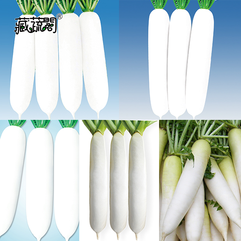 秧苗種子易栽培方便種植高產