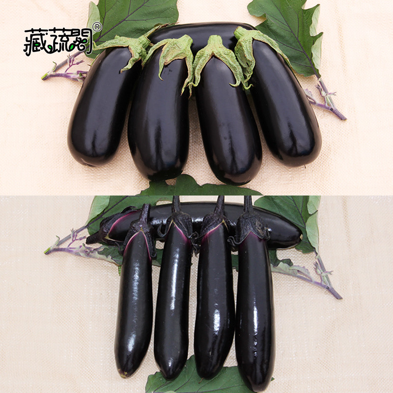 抗性品种秧苗种子芽率好春季秋季