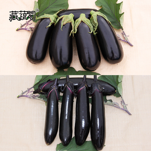 上海惠和种业长茄圆茄进口好茄子光滑亮丽肉质软糯原厂种籽孑包邮