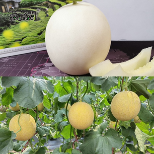 上海惠和种业正品四季蔬果日本甜瓜礼品网纹迷你小甜瓜进口种籽孑