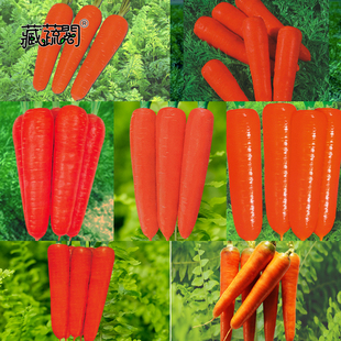 上海惠和种业四季蔬菜胡萝卜种子大全水果种籽孑非转基因包邮