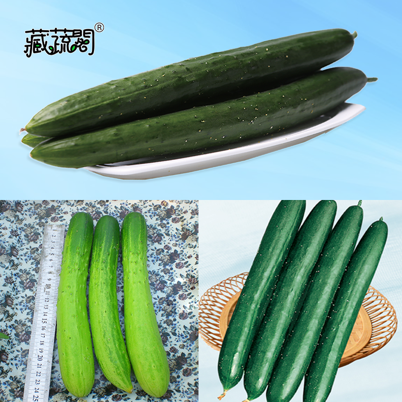 方便管理易栽培好吃高芽率優質