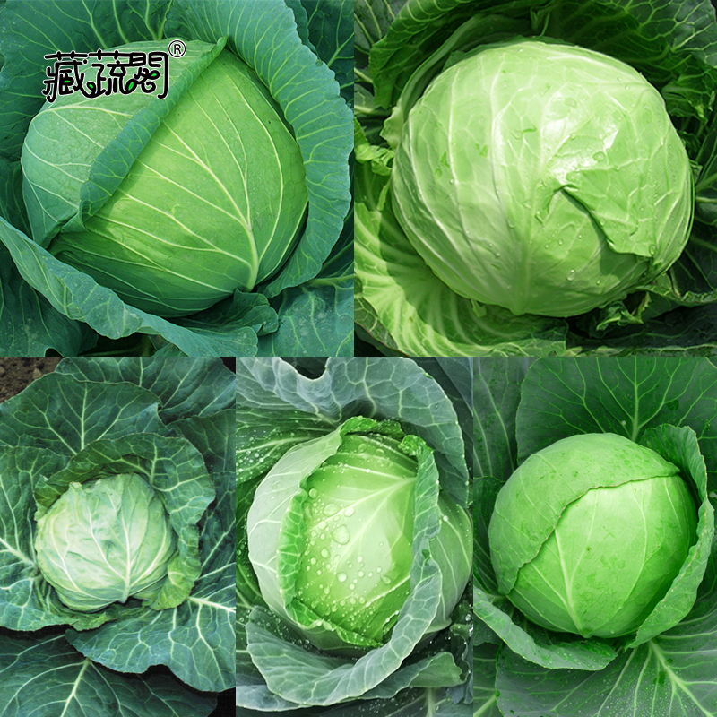 甘蓝菜种子大全热销优质