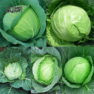 上海惠和种业四季蔬菜羽衣甘蓝菜种子大全热销优质甘兰包菜种籽孑