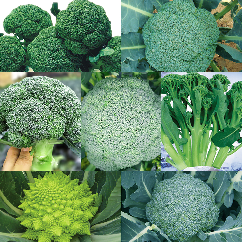 秧苗种子球型好青花菜耐寒优秀