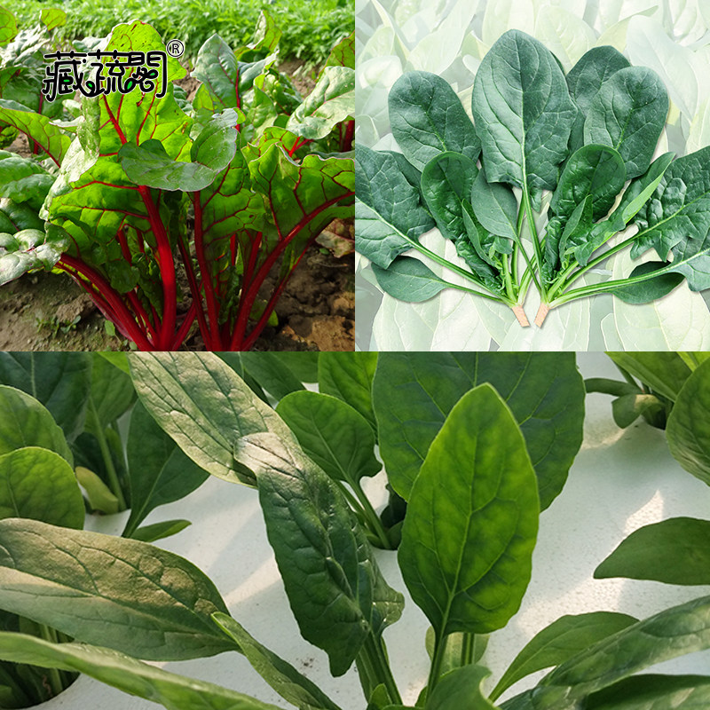 上海惠和种业 四季蔬菜种子大全热销优质菠菜种籽孑水培菜包邮