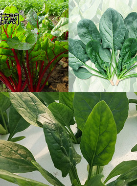 上海惠和种业 四季蔬菜种子大全热销优质菠菜种籽孑水培菜包邮