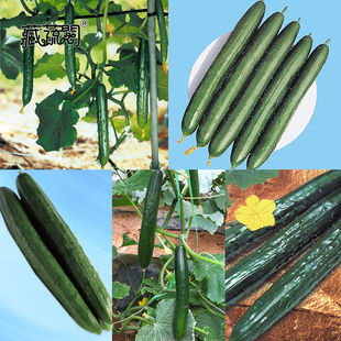 上海惠和种业四季蔬菜种子大全易种热销黄瓜高产抗病进口种籽孑