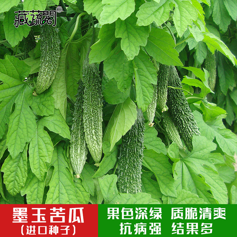 墨玉苦瓜进口种子蔬菜种籽产量高营养价值春秋季家庭阳台园艺6粒