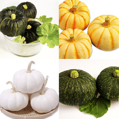 农家南瓜四季蔬菜种子正宗惠和