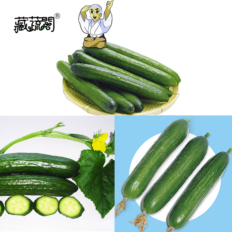 秧苗种子阳台蔬菜进口耐性好包邮