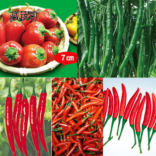 上海惠和种业四季蔬菜种子大全辣椒彩椒尖椒杭椒高产进口种籽孑