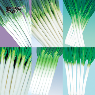 上海惠和种业 四季蔬菜种子大全热销优质大葱种籽孑包邮