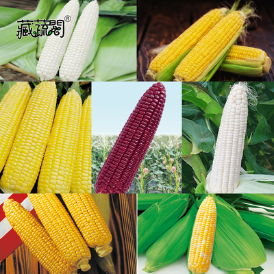 抗性品种秧苗种子产量高非转基因