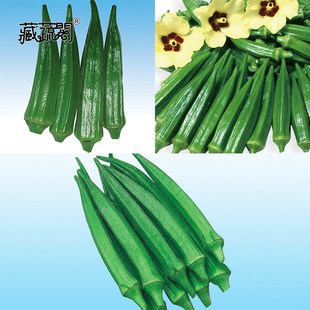 上海惠和种业四季蔬菜种子大全黄秋葵大棚农家基地优质进口种籽孑