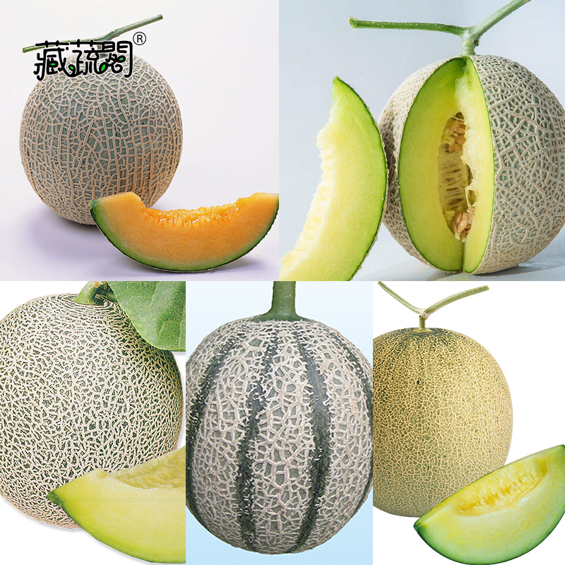 易栽培管理多汁無渣芽勢好亞率高