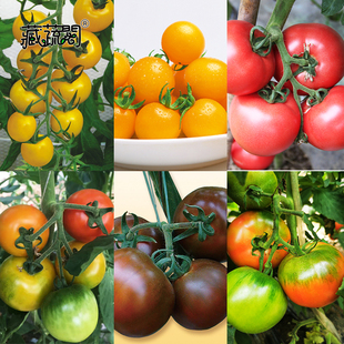 上海惠和种业 四季蔬菜种子大全热销优质大番茄樱桃小番茄种籽孑