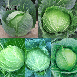 上海惠和种业四季蔬菜甘蓝菜种子大全热销羽衣甘兰包菜种籽孑包邮
