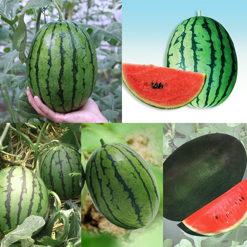 秧苗種子易管理售后好易種植包郵