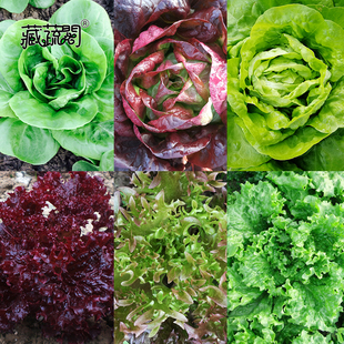 上海惠和种业四季可栽培蔬菜罗马生菜奶油散叶结球原厂种籽孑包邮