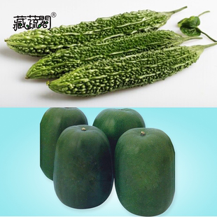 上海惠和种业四季蔬菜种子大全高产苦瓜迷你小冬瓜进口种籽孑包邮