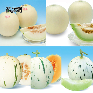 上海惠和种业四季蔬菜甜瓜种子大全水果种籽孑多汁高品质正宗日本