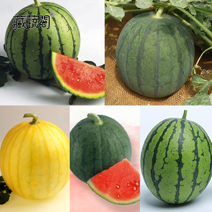 上海惠和种业四季蔬菜水果种子精品小西瓜口感好红黄肉日本种籽孑