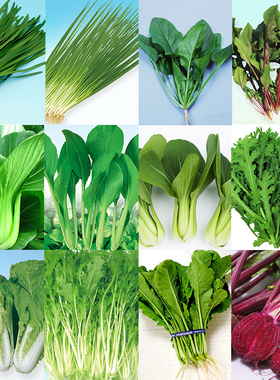 阳台种子香葱韭菜菠菜青菜快菜茼蒿京水菜小松菜红叶甜菜四季种籽