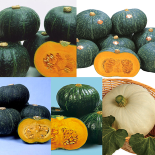 上海惠和种业四季蔬菜种子正宗口感南瓜粉糯香甜进口种籽孑包邮