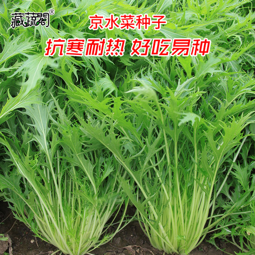 阳台京水菜种子白梗千筋水晶青菜野菜蔬菜种籽四季家庭阳台园艺 - 封面