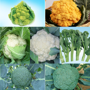 阳台绿宝塔花椰菜种子有机花菜西兰花长势旺特色盆栽种植菜种籽孑