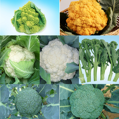 有机蔬菜种子阳台DIY早熟花椰菜