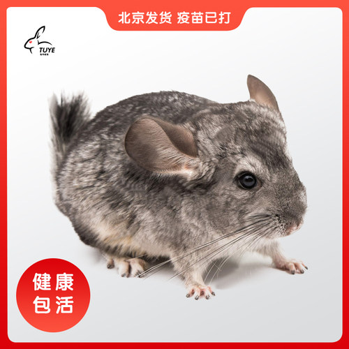 龙猫活体宝宝北京发货网红小宠