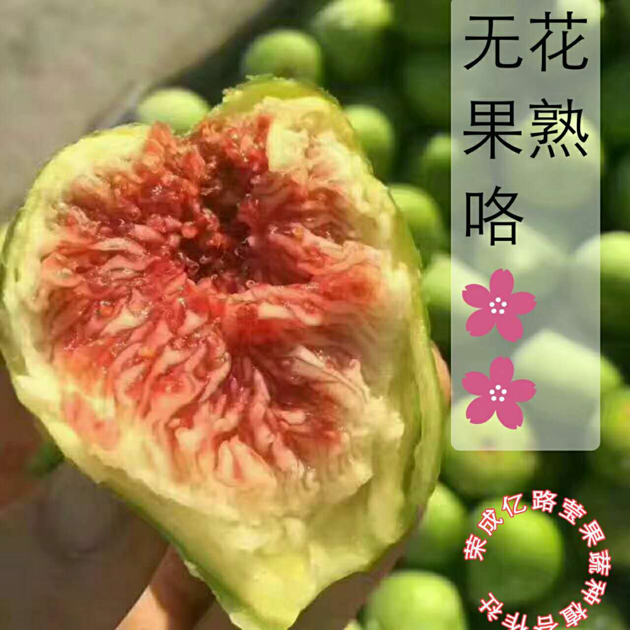 限3000张券当季新鲜无花果3斤现摘现发红皮青皮软糯多汁孕妇小孩老人包邮