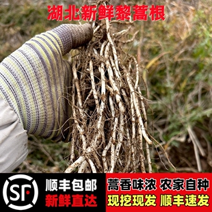 湖北新鲜藜蒿根芦蒿根黎蒿根新鲜蔬菜泥蒿根柳蒌蒿根现挖现发